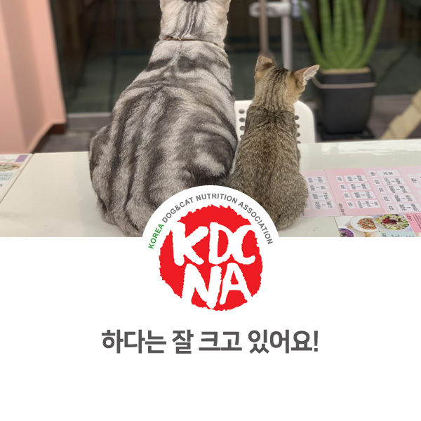 [반려동물 영양 전문 수제간식 창업] 쁘띠푸드 고양이 소식_49