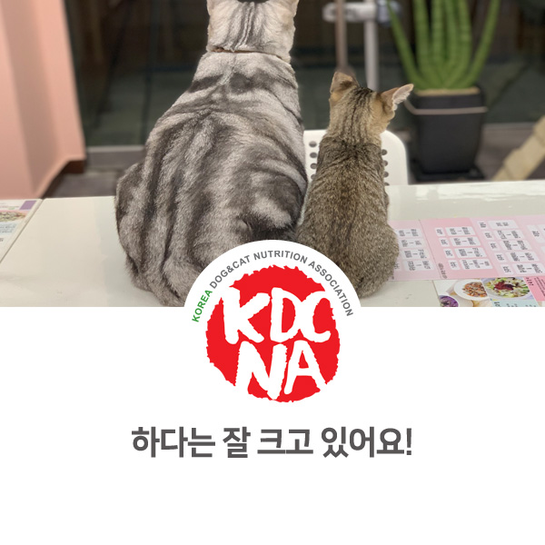  [반려동물 영양 전문 수제간식 창업] 쁘띠푸드 고양이 소식_49