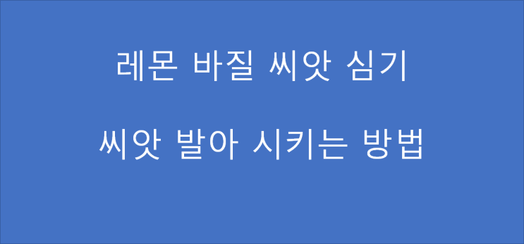  레몬바질 씨앗 심기_씨앗 발아시키는 방법_씨앗심고 행복해지기~
