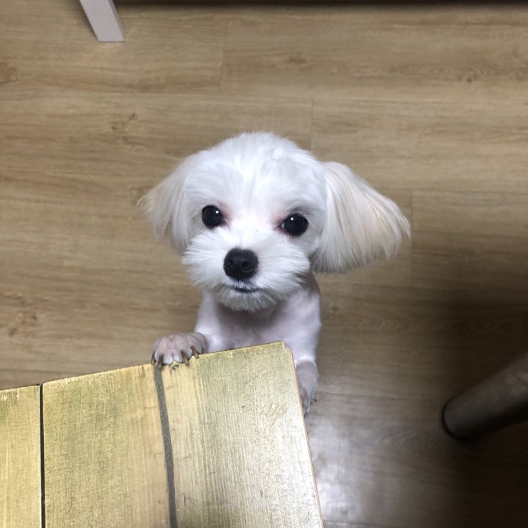  현망진창