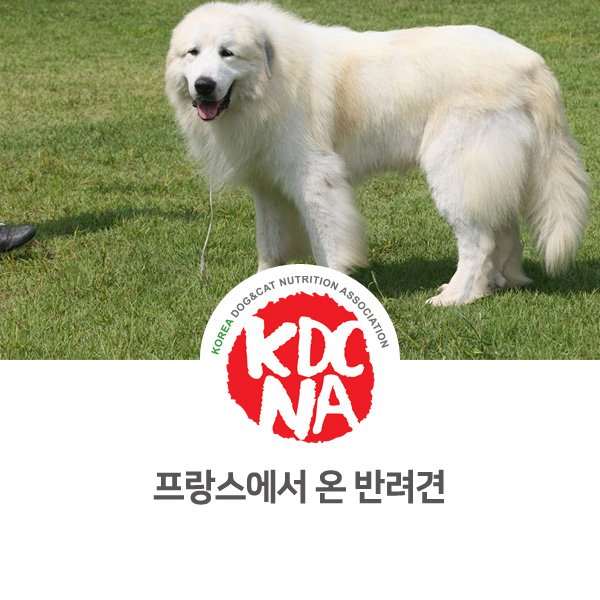  [반려동물 정보 뉴스] 프랑스에서 온 강아지 종류 알아보기_22