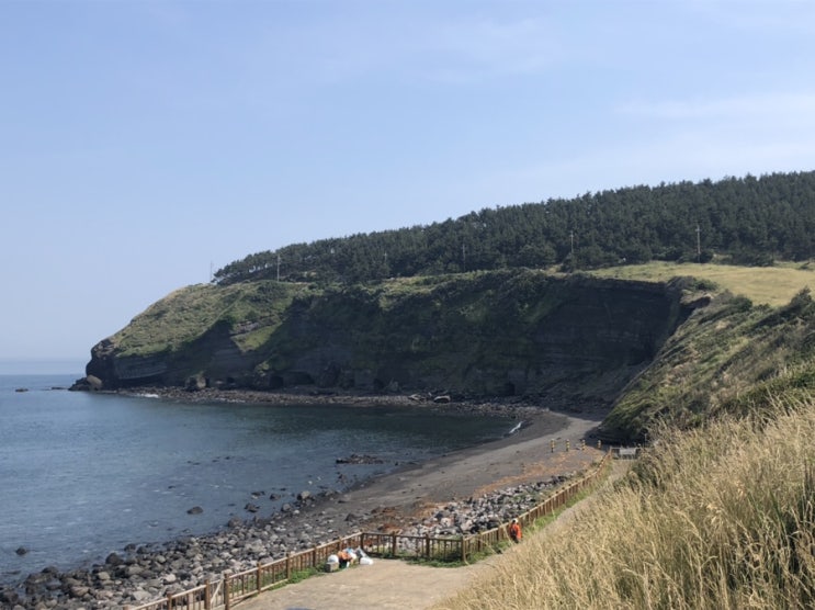  [제주] 20190524 여자혼자뚜벅이여행(5):저지오름,환상숲곶자왈공원,송악산둘레길,춘미향식당,하얀등대게스트하우스
