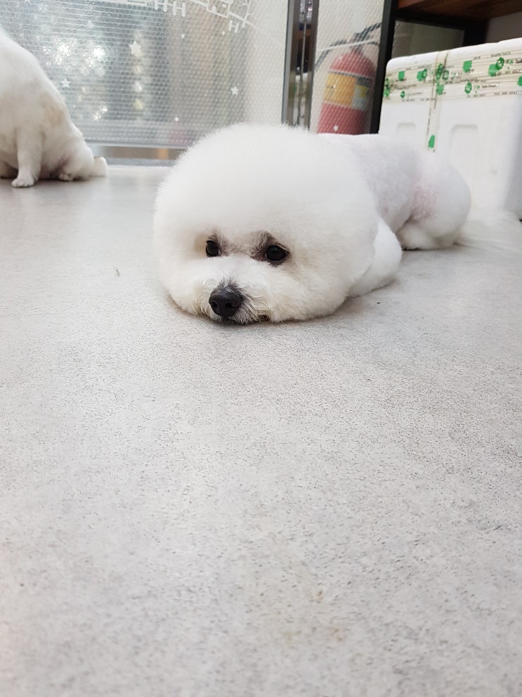  미세먼지도좋고 날씨도좋고~!인천 애견미용 애견가위컷전문 부평.청라 아기강아지..