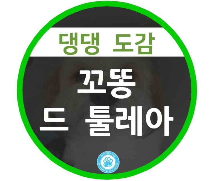  24시 강동 스카이 동물병원 댕댕 도감 : 꼬똥 드 툴레아