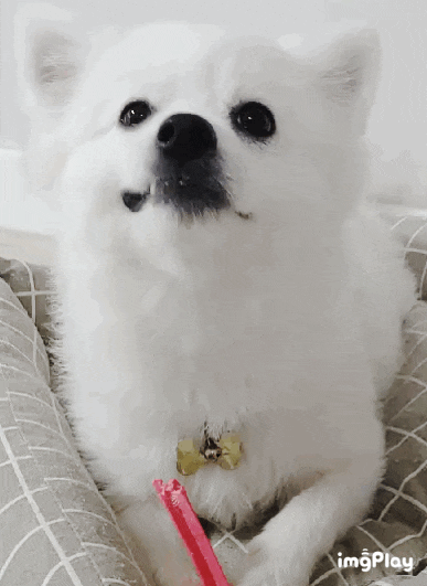  폼피츠 막시무스 딸기껌이 제일 좋아