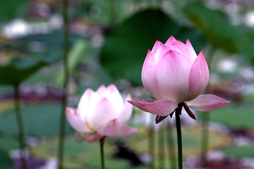  한글 법화경 사경 : 제5권 14.안락행품
