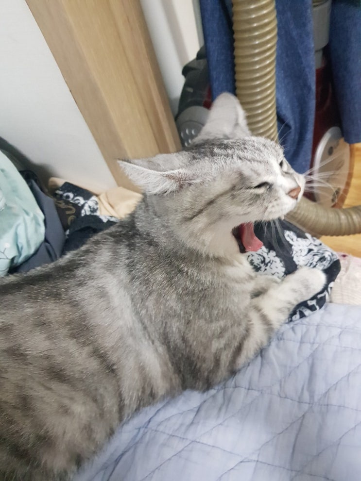  닮은 꼴
