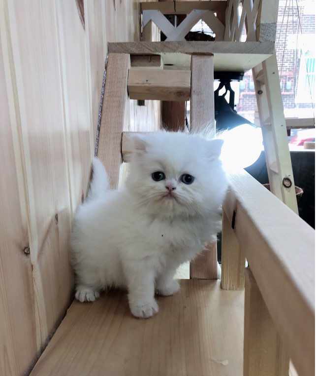  고양이분양 페르시안클래식분양 고양이전문분양 냥냥펀치