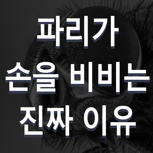  파리가 손을 비비는 이유? 앞다리를 앞발을 비비는 이유는?