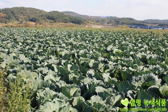  [영농일기] 샐러드의 꽃 양배추 수확하는날