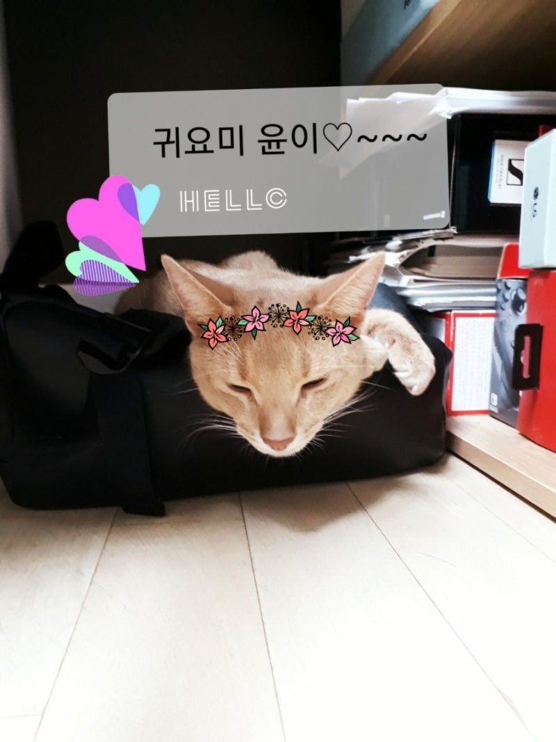 3 diary covers + 4 diaries + masking tape #스티커,#떡메,#마테,#다꾸 on Bunjang  Global Site., image size:800x1067