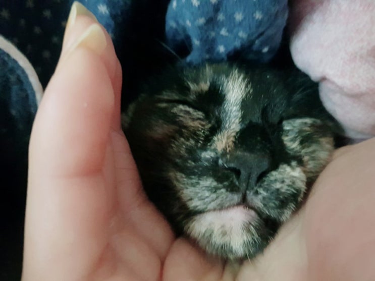  쭈구리의 일상 고양이 일기