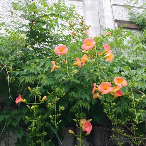  [daily 일상] 능소화를 보며 :: 능소화 꽃말과 전설