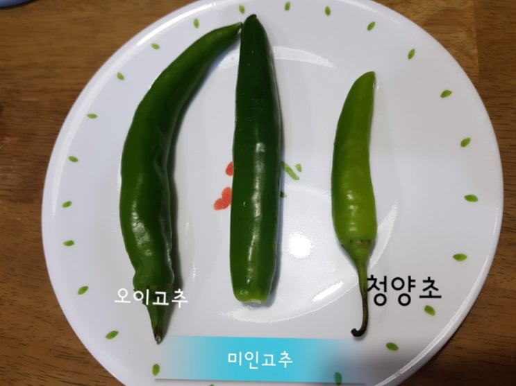 미인풋고추/미인고추/다이어트식품/당뇨병특효약/천연인슐린/미인고추효능/미인고추파는곳