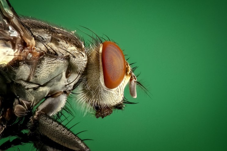 집벌레, 권연벌레 한방에 퇴치하는 방법