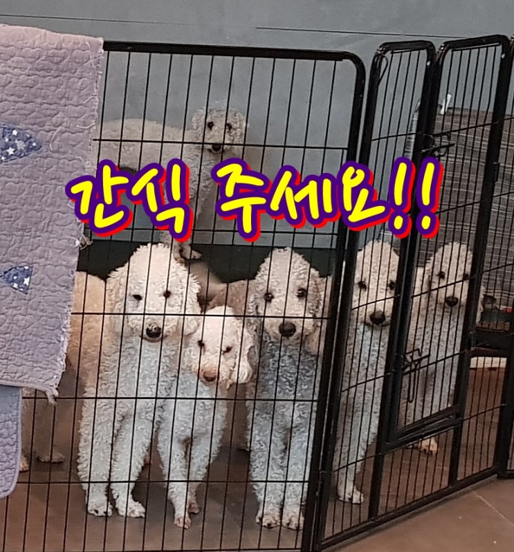 베들링턴테리어가 정말 좋아하는 영양만점 강아지 수제간식 추천