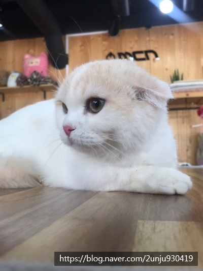  냥이 이발소) 먼치킨 스코티시 킬 드 레옹! / 대구고양이무마취미용, 고양이목욕, 고양이호텔, 칠곡고양이미용