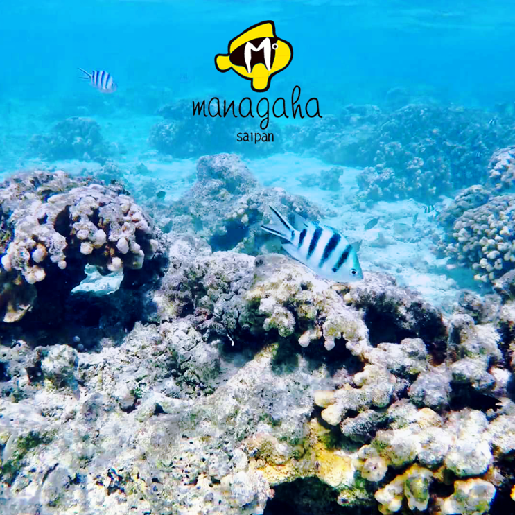 사이판 자유여행 :: 마나가하섬 스노클링 물고기가 바글바글!
