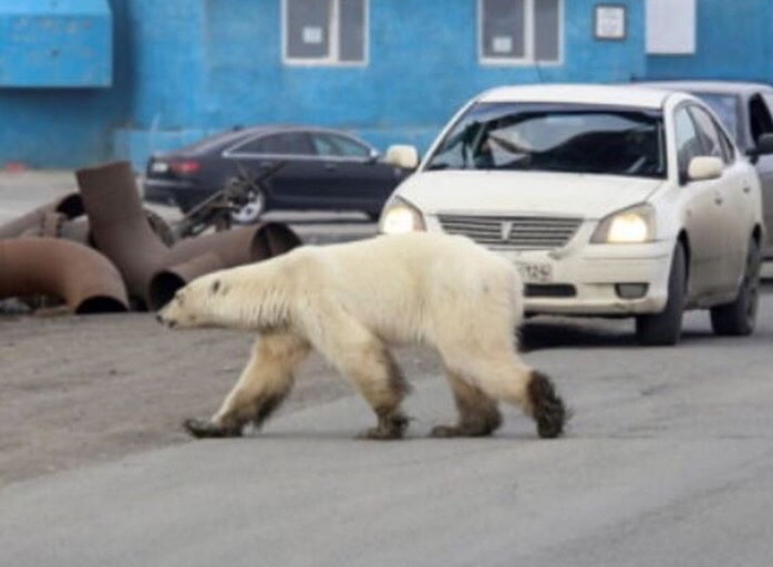 너무 배가 고파서 1,500km 걸어온 북극곰