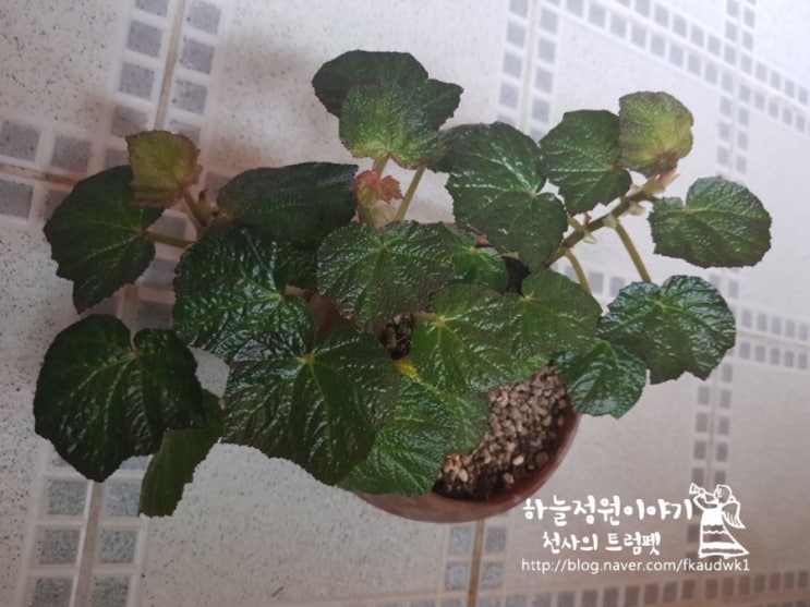  부머베고니아