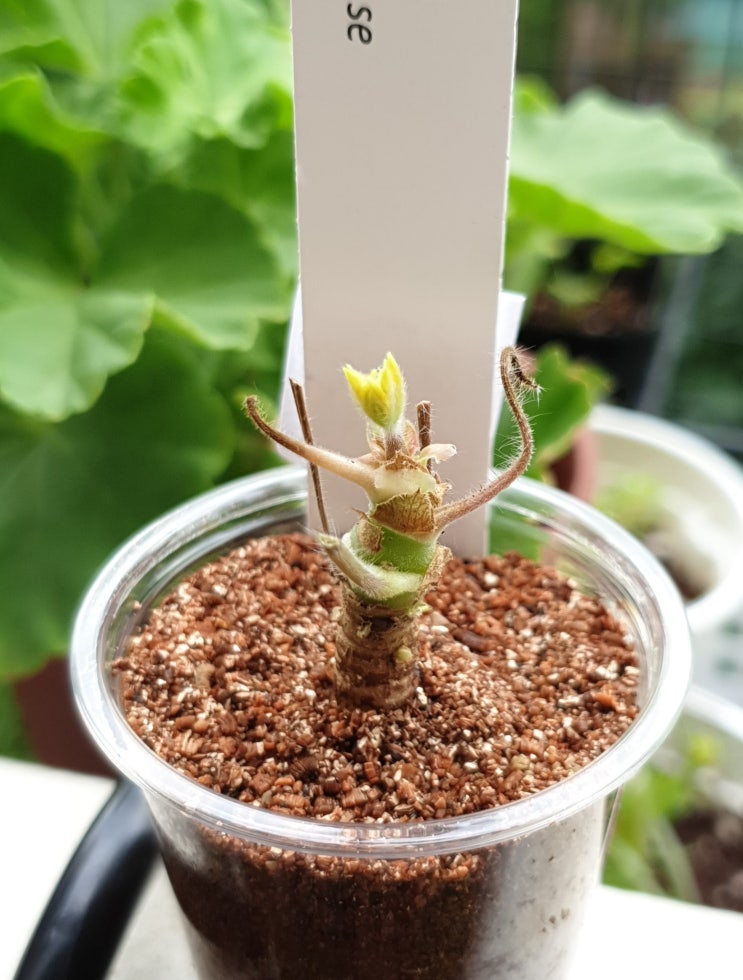  구대한 조날틱