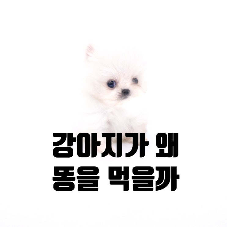  강아지 식분증 강아지가 똥먹는이유는 뭘까?