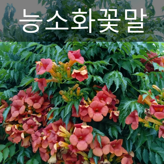  능소화꽃말 개화시기  키우기 김수로왕릉에도 꽃을 피우네요