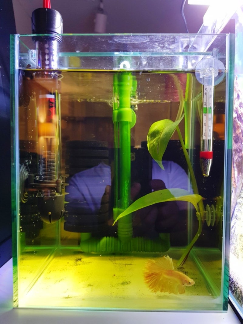 물고기 키우기 :: 초보자도 키우기 쉬운 물고기 베타 키우기 : 네이버 블로그, image size:800x1067