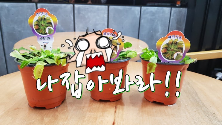  파리지옥 키우기, 키우는방법