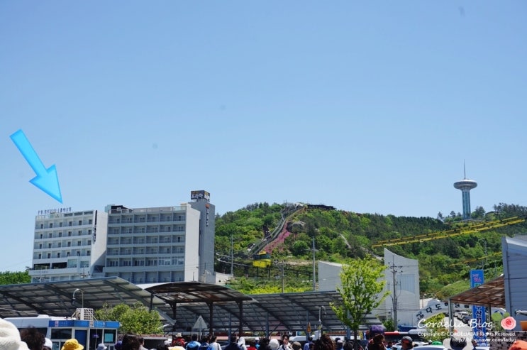  완도 숙소 파크힐호텔& 완도 맛집 내담 대구뽈탕