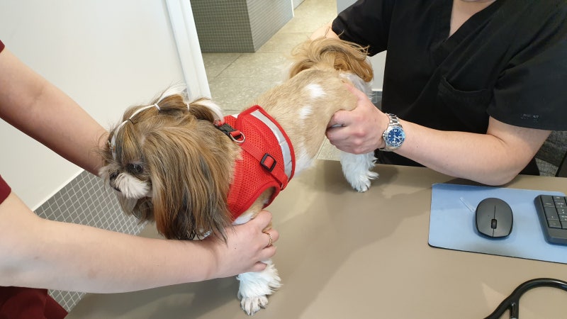 애견보험과 삼성화재다이렉트펫보험 알아봤습니다! 1