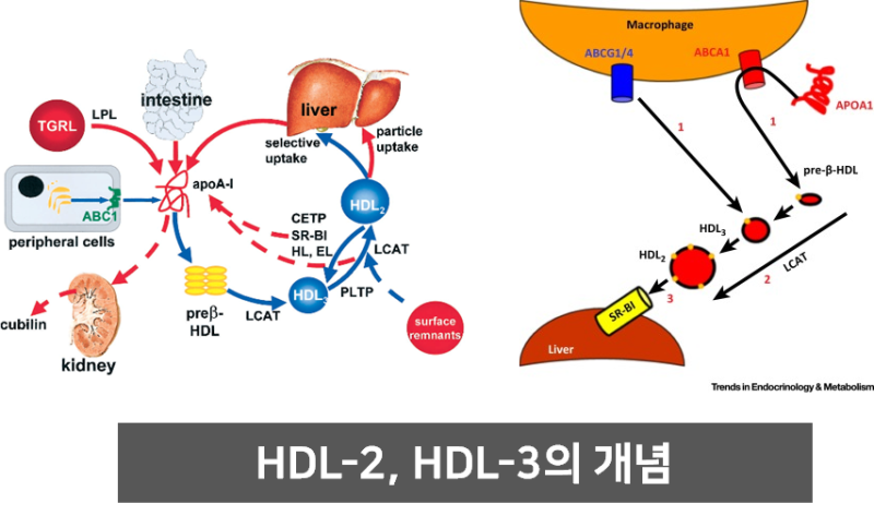 HDL 콜레스테롤 높으면 무조건 좋을까요? [4편] : 네이버 블로그