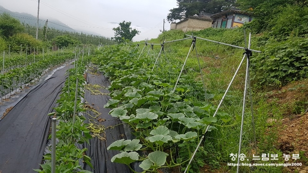  초보 농부의 단호박 키우기