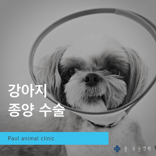  강아지 종양 수술, 노령견 수술, 비장 종양 & 성남 분당 24시 폴(Paul animal clinic) 동물병원
