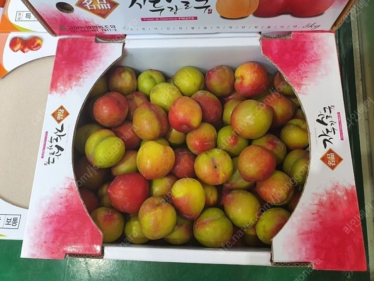  김천 자두판매 17000원 부터