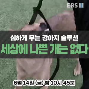  바이팅 그레이드가 높은, 심하게 무는 강아지의 솔루션과 입마개 교육 - EBS 세상에 나쁜 개는 없다 <긴급 SOS 덕구네 가족을 구해줘>
