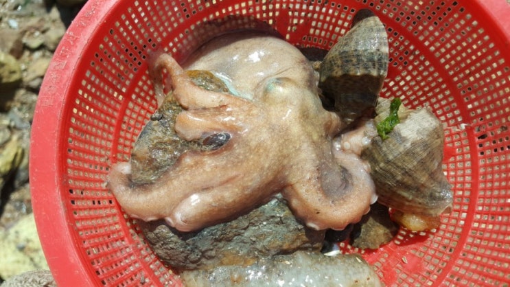  인천 가볼만한곳 승봉도 여행! 해루질 포인트