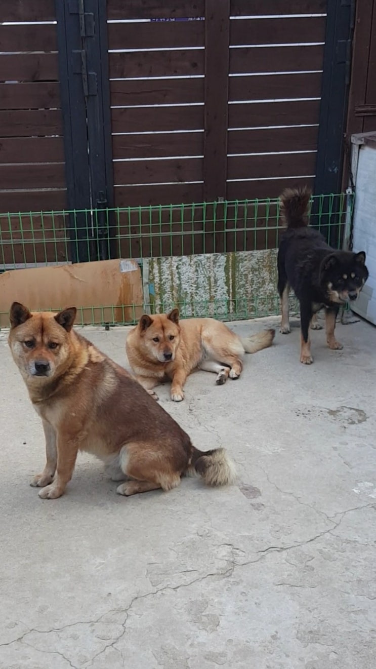  국견협회 혈통 진돗개  범돌, 보리, 태백 근황입니다.