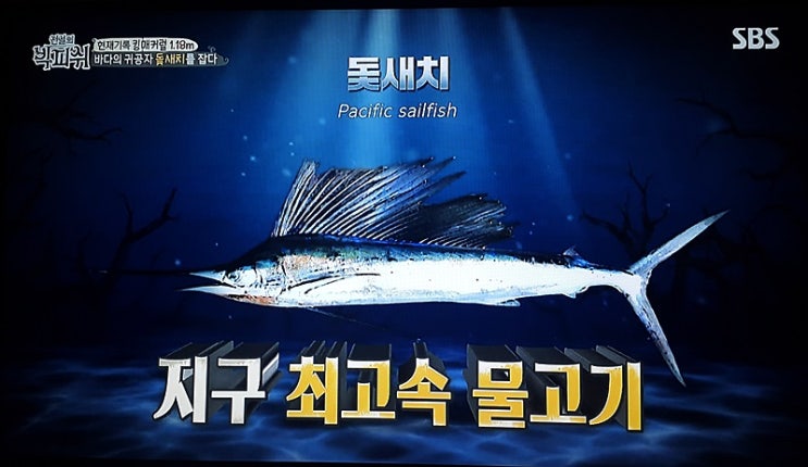  sbs 전설의 빅피쉬에서 낚은 돛새치!!