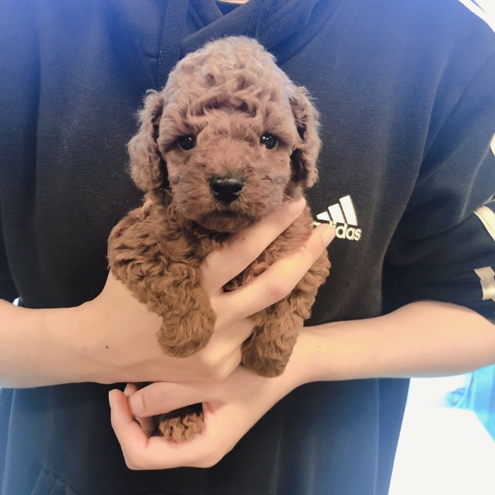  번개장터 멋진 애프리 푸들~