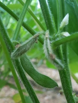  콩깍지 오리 우리 