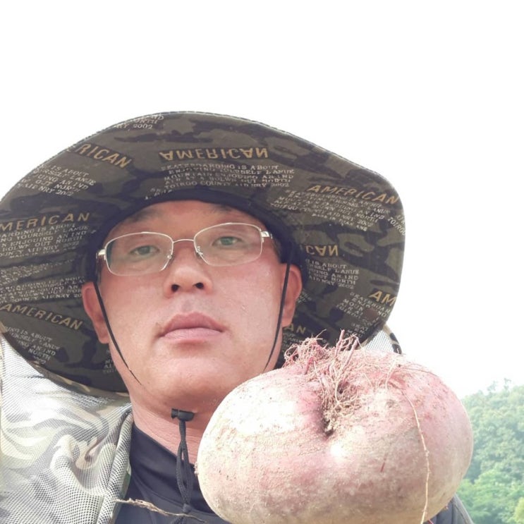  레드 비트 수확 완료