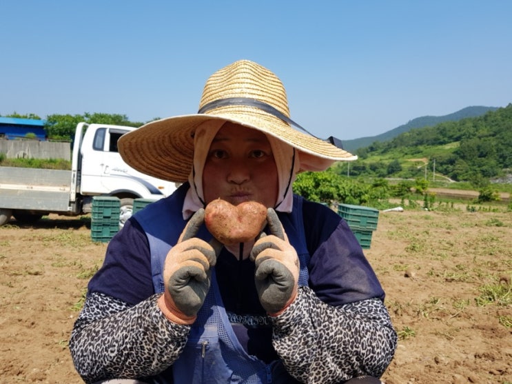  [판매완료] 햇감자 홍감자 3kg 5kg 10kg