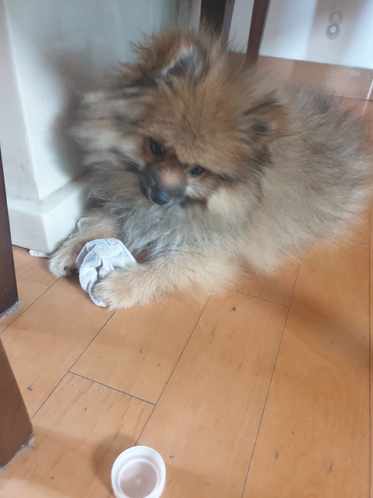  애견훈련사가 알려주는 강아지 하울링 이유