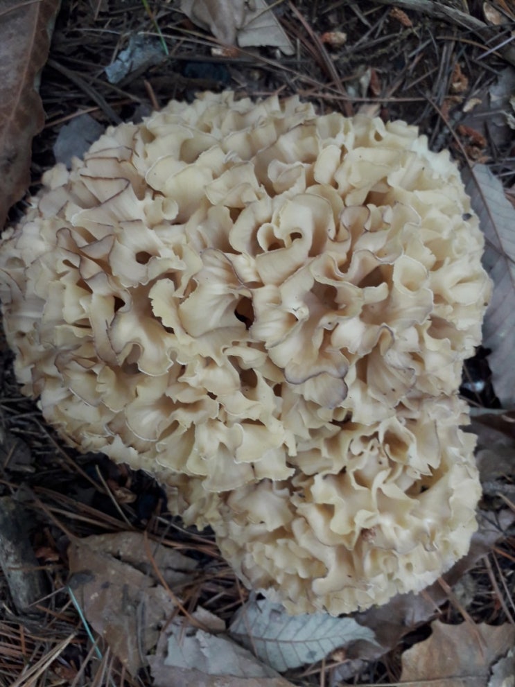  꽃송이 산행