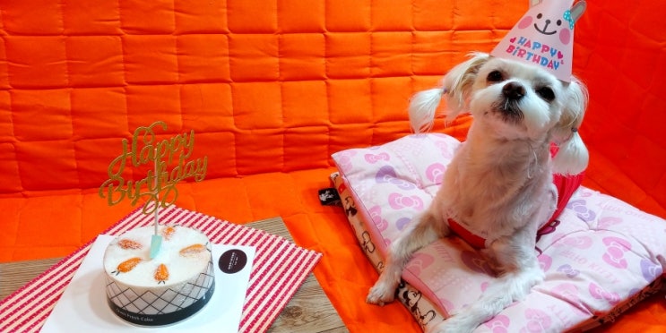  강아지생일케이크 도그키친 프롬제주 수제 당근케익  해피가 좋아해~^^