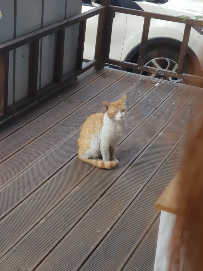  오늘도 핑거쇼룸 들려준 냥이~