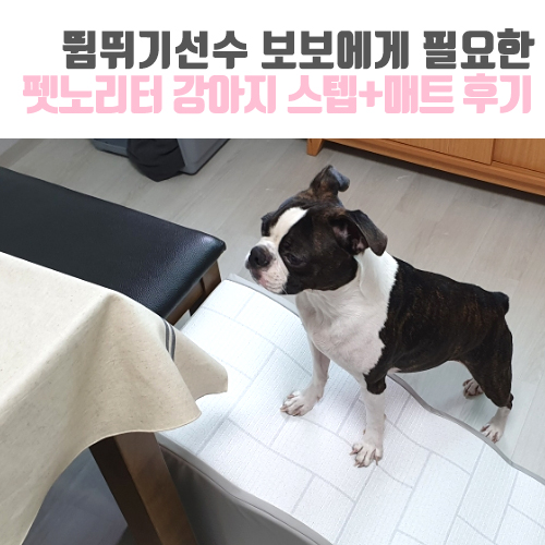 [보보일기/펫노리터] 보보의 네다리를 보호해줄 강아지 미끄럼방지매트 + 강아지계단 후기!