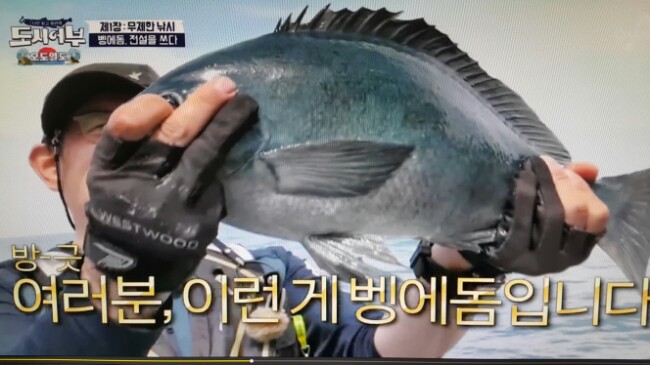 도시어부 오도열도 대박 초대박 다음편이 기대되네요^^