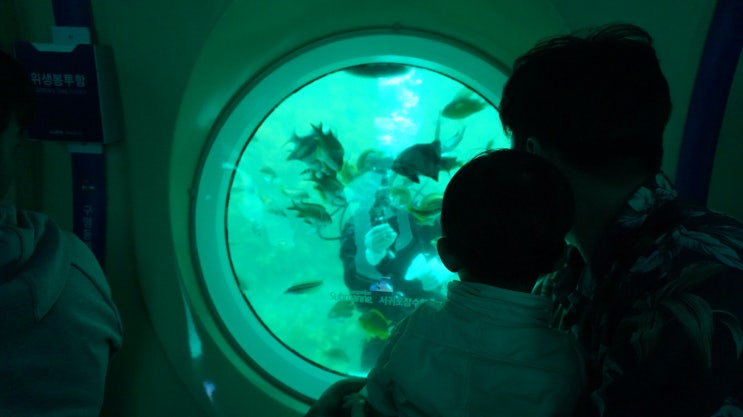 제주도 아이와 가볼만한곳 2: 상상 속 그림이 눈 앞에! 아름다운 연산호와 난파선, 서귀포 잠수함